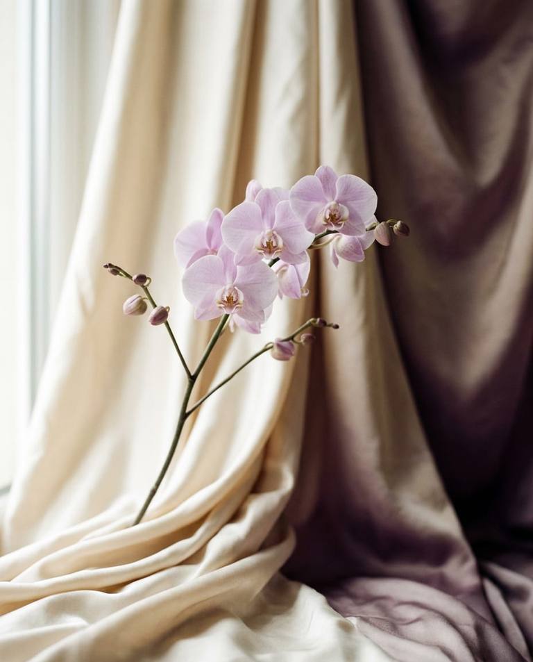 A pale orchid stem against ivory silk